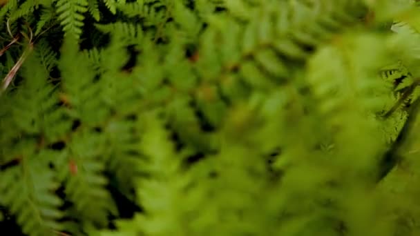 Fern tree leaves, natural background, environment friendly, eco system of New Zealand and Australia — Stock Video