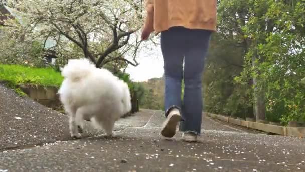Πορτρέτο του μικρού κοριτσιού που παίζει με το λευκό σκυλί ιαπωνικό κουτάβι Spitz — Αρχείο Βίντεο