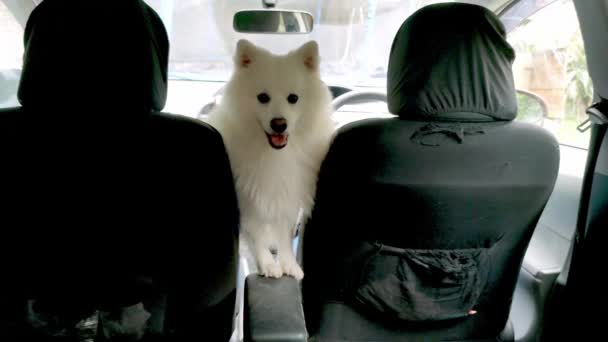 Chiot samoed spitz japonais dans une voiture attendant le propriétaire, concept de voyage, sécurité des chiens, chiot prêt pour le voyage — Video