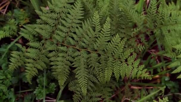 Listy kapradin, přírodní zázemí, šetrné k životnímu prostředí, ekosystém Nového Zélandu a Austrálie — Stock video