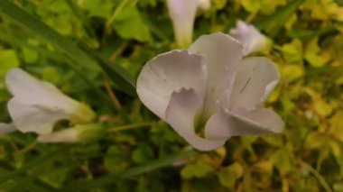 Yeşil arka planda yabani çiçekler, bahar ve doğal çevre konsepti, yaz zamanı, eko sistemi