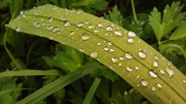 Gotas de agua en la hoja verde, primavera y concepto de medio ambiente natural, hora de verano, ecosistema — Vídeo de stock