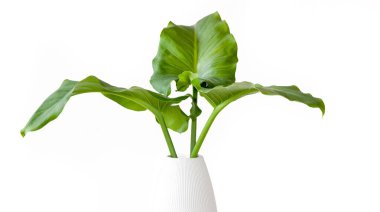 Beyaz arka planda izole edilmiş büyük vazolarda büyük yaprakları olan taze yeşil bitki