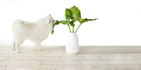 White japanese spitz dog sniffing fresh green plant on wooden floor isolated over white background, purebread puppy studio photo — Stock Photo, Image