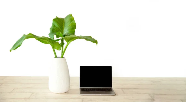 Verse groene plant met grote bladeren in witte vaas en laptop op houten vloer geïsoleerd over witte achtergrond, milieuvriendelijk concept, thuiswerk, technische veiligheid — Stockfoto