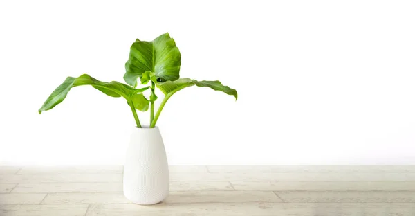 Φρέσκο πράσινο φυτό με μεγάλα φύλλα σε λευκό βάζο σε ξύλινο πάτωμα απομονωμένο σε λευκό φόντο — Φωτογραφία Αρχείου