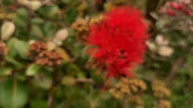 Yeni Zelanda 'da çiçek açan Pohutukawa ağacı, Auckland' da bahar ve yaz ağacı