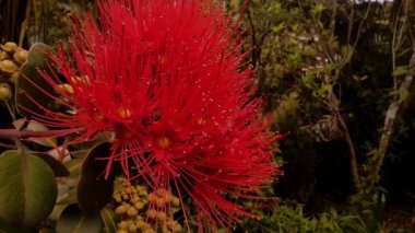 Yeni Zelanda 'da çiçek açan Pohutukawa ağacı, Auckland' da bahar ve yaz ağacı