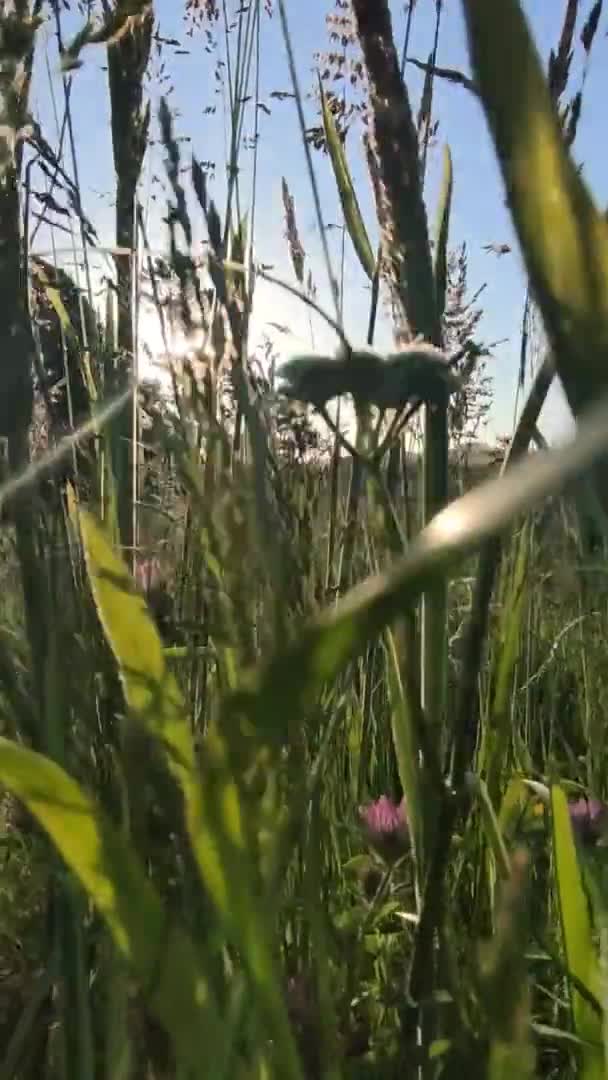 Herbe verte fraîche prairie ou vue sur le champ avec des éruptions de soleil, fond naturel, étant à l'extérieur, belle vue du matin, orientation verticale, clip, séquences 4K — Video
