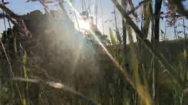 Taze yeşil çayır ya da alan manzaralı güneş ışıkları, doğal arka plan, açık hava, güzel sabah manzarası, yatay yönelim, klip, 4K görüntü