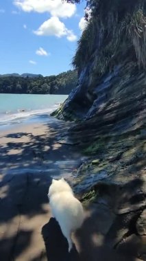 boş kumlu sahil manzarası kayalar ve su, deniz kıyısı, turizm beldesi, uzak kıyı şeridi, Yeni Zelanda, Auckland plajı, dikey oryantasyon