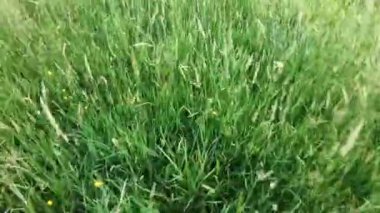 Taze yeşil çayır ya da alan manzaralı güneş ışıkları, doğal arka plan, açık hava, güzel sabah manzarası, yatay yönelim, klip, 4K görüntü