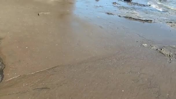 Praia de areia vazia vista com rochas e água, litoral, destino turístico, litoral remoto, Nova Zelândia, praia de Auckland, orientação horizontal — Vídeo de Stock