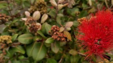 Yeni Zelanda 'da çiçek açan Pohutukawa ağacı, Auckland' da bahar ve yaz ağacı
