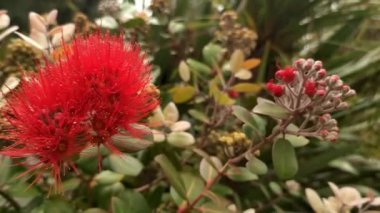 Yeni Zelanda 'da çiçek açan Pohutukawa ağacı, Auckland' da bahar ve yaz ağacı