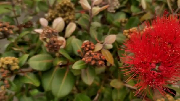 Pohutukawa-Baum in Blüte, neuseeländischer Weihnachtsbaum, Frühlings- und Sommerbaum in Auckland — Stockvideo