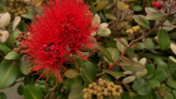 Pohutukawa-Baum in Blüte, neuseeländischer Weihnachtsbaum, Frühlings- und Sommerbaum in Auckland — Stockvideo