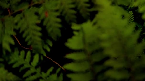 Fern träd blad, naturlig bakgrund, miljövänliga, ekosystem i Nya Zeeland och Australien — Stockvideo