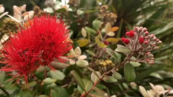 Pohutukawa árvore em flor, árvore de Natal da Nova Zelândia, árvore de primavera e verão em Auckland — Vídeo de Stock