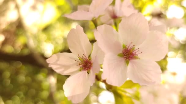 Pflaume, Kirsche oder Apfelbaum in Blüte, Frühlingszeit, Beginn der neuen Saison — Stockvideo