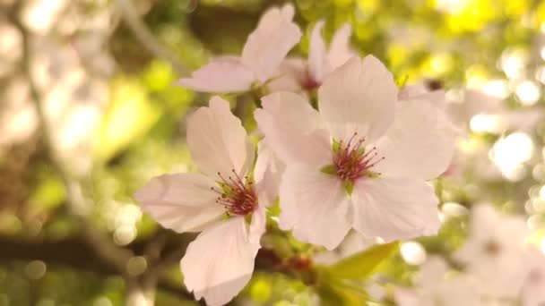 Pflaume, Kirsche oder Apfelbaum in Blüte, Frühlingszeit, Beginn der neuen Saison — Stockvideo