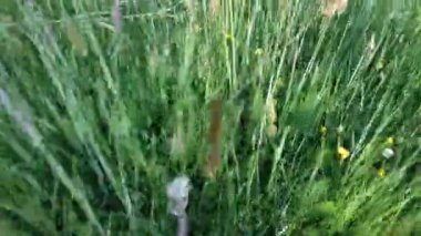 Taze yeşil çayır ya da alan manzaralı güneş ışıkları, doğal arka plan, açık hava, güzel sabah manzarası, yatay yönelim, klip, 4K görüntü