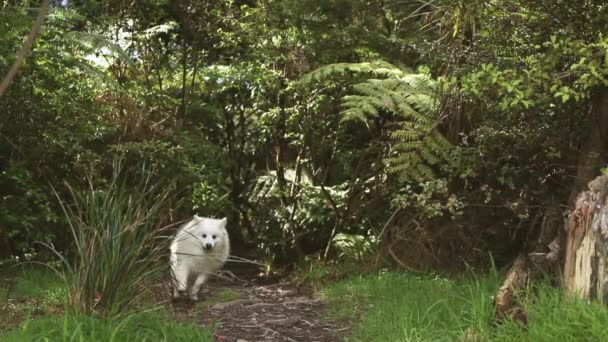 Doğal arka planda beyaz köpeğin açık hava portresi. Yürüyüşe çıkmış sağlıklı Japon köpek yavrusu. — Stok video