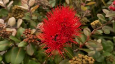Yeni Zelanda 'da çiçek açan Pohutukawa ağacı, Auckland' da bahar ve yaz ağacı