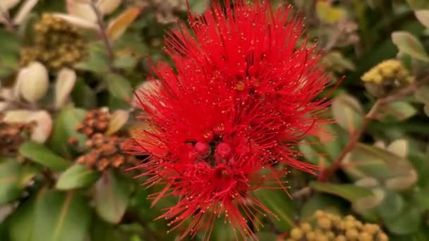 Pohutukawa árvore em flor, árvore de Natal da Nova Zelândia, árvore de primavera e verão em Auckland — Vídeo de Stock