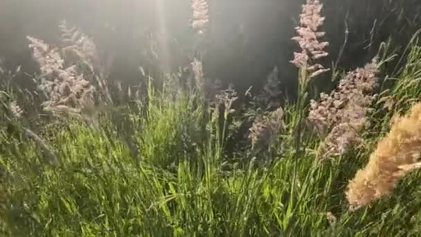 Färskt grönt gräs äng eller fält vy med sol facklor, naturlig bakgrund, att vara utomhus, vacker morgonutsikt, horisontell orientering, klipp, 4K film — Stockvideo
