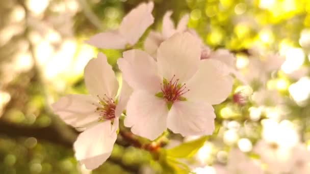 Слива, вишня или яблоня в цвету, весеннее время, начало нового сезона — стоковое видео