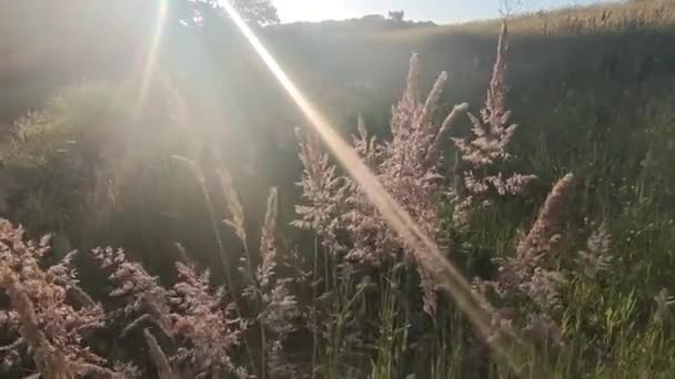 Herbe verte fraîche prairie ou vue sur le champ avec des éruptions de soleil, fond naturel, étant à l'extérieur, belle vue du matin, orientation horizontale, clip, séquences 4K — Video