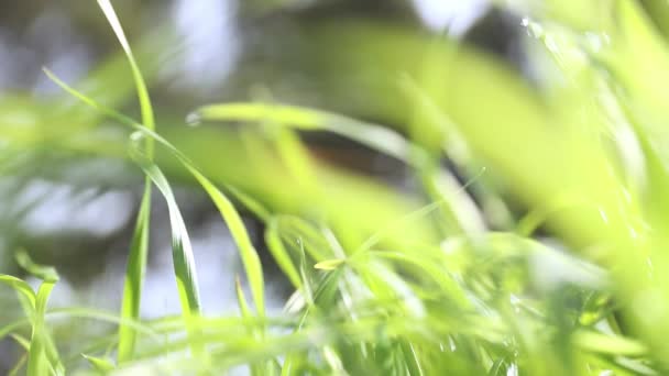 Primer plano del cultivo de hierba verde fresca, concepto de la naturaleza, ecosistema, respetuoso del medio ambiente — Vídeos de Stock