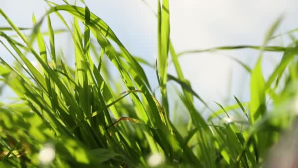 신선 한 푸른 잔디의 성장, 자연 개념, 생태 계, 환경 친화적 인 — 비디오