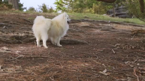 Retrato ao ar livre de cão branco no fundo natural, cachorro spitz japonês saudável feliz em uma caminhada — Vídeo de Stock