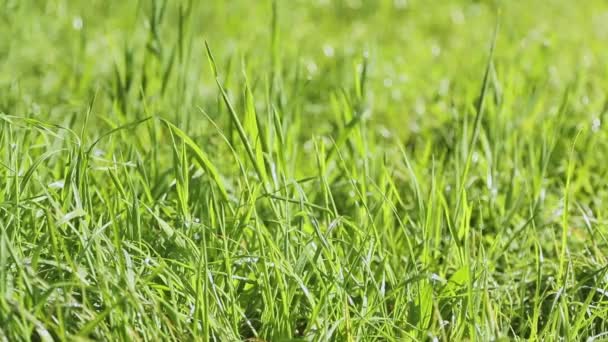 Closeup των νωπών πράσινο γρασίδι καλλιέργεια, έννοια της φύσης, οικολογικό σύστημα, φιλικό προς το περιβάλλον — Αρχείο Βίντεο