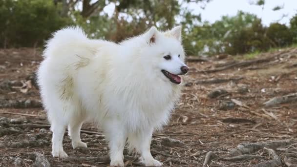 Retrato ao ar livre de cão branco no fundo natural, cachorro spitz japonês saudável feliz em uma caminhada — Vídeo de Stock