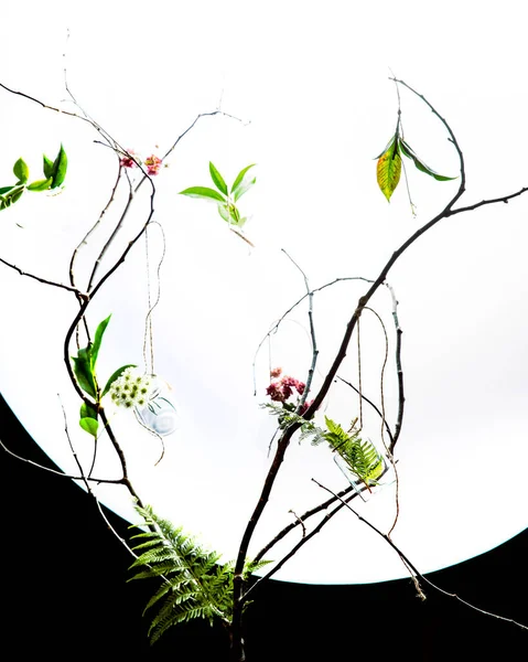 Frische Pflanzen Und Blumen Hängen Glasgläsern Auf Einem Getrockneten Ast — Stockfoto