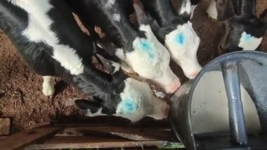 Bir süt çiftliğinde inekler, buzağılar ve boğalar, sağma ve beslenme süreci, çiftçilik