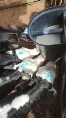 Bir süt çiftliğinde inekler, buzağılar ve boğalar, sağma ve beslenme süreci, çiftçilik