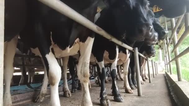 Krowy, cielęta i byki w gospodarstwie mleczarskim, proces doju i żywienia, hodowla — Wideo stockowe
