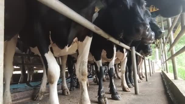 Vacche, vitelli e tori in un'azienda lattiera, processo di mungitura e alimentazione, allevamento — Video Stock