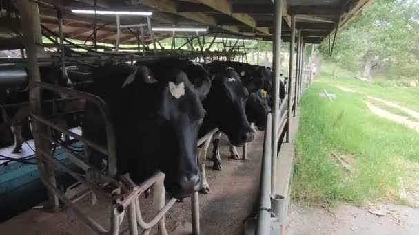 Cows, calves and bulls on a milk farm, milking and feeding process, farming — Stock Video