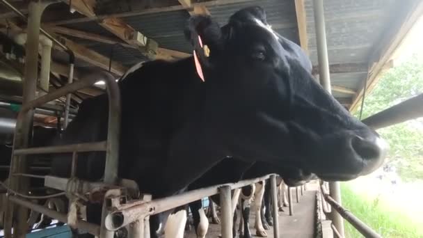 Vacas, terneros y toros en una explotación lechera, ordeño y alimentación, cría — Vídeo de stock