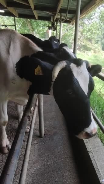 Коровы, телята и быки на молочной ферме, процесс доения и кормления, сельское хозяйство — стоковое видео