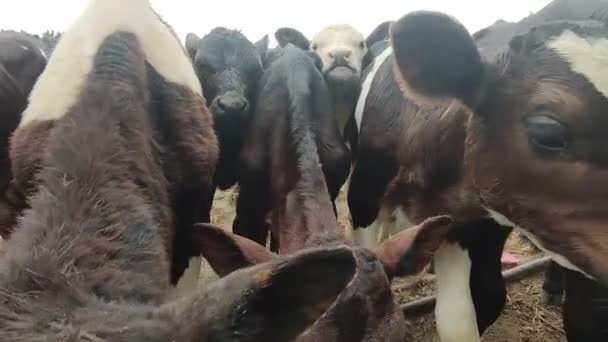 tehenek, borjak és bikák tejgazdaságban, fejési és takarmányozási folyamat, tenyésztés