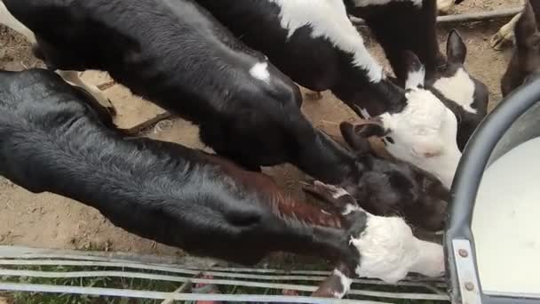 Vacas, terneros y toros en una explotación lechera, ordeño y alimentación, cría — Vídeo de stock