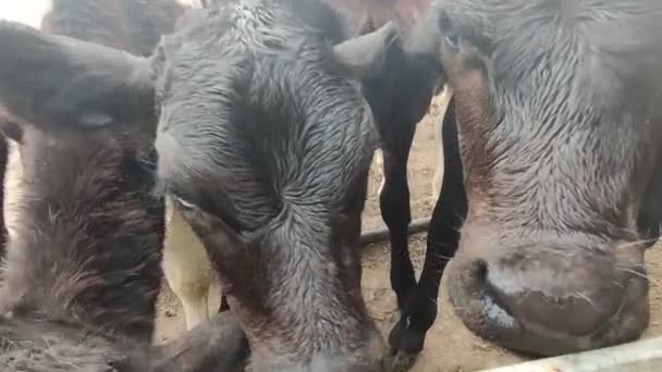 Krowy, cielęta i byki w gospodarstwie mleczarskim, proces doju i żywienia, hodowla — Wideo stockowe