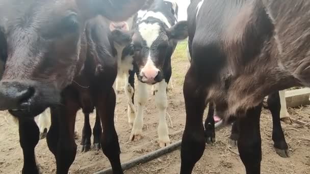 Vaches, veaux et taureaux dans une exploitation laitière, processus de traite et d'alimentation, élevage — Video
