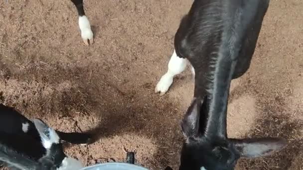 Коровы, телята и быки на молочной ферме, процесс доения и кормления, сельское хозяйство — стоковое видео